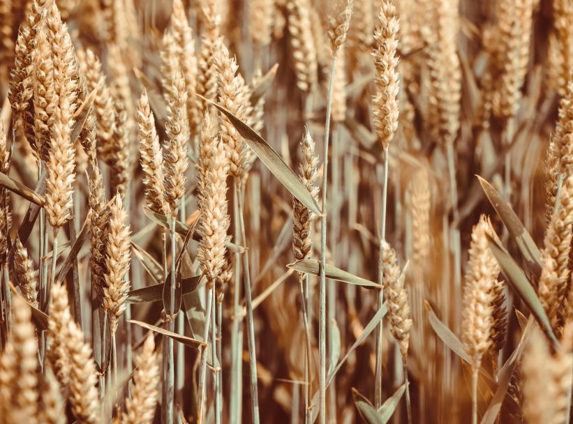 grain-7272712